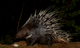 เม่นใหญ่แผงคอยาว (อังกฤษ: Malayan porcupine, Himalayan porcupine, Large porcupine; ชื่อวิทยาศาสตร์: Hystrix brachyura)