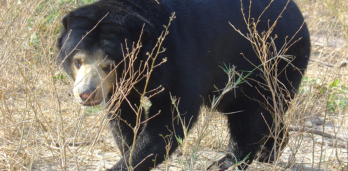 หมีหมา หรือ หมีคน (อังกฤษ: Malayan sun bear, Honey bear; ชื่อวิทยาศาสตร์: Ursus malayanus; อีสาน: เหมือย)