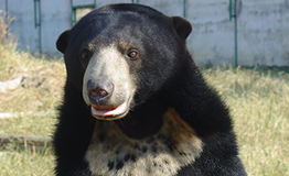 หมีหมา หรือ หมีคน (อังกฤษ: Malayan sun bear, Honey bear; ชื่อวิทยาศาสตร์: Ursus malayanus; อีสาน: เหมือย)