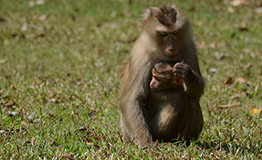 งกัง ( Pig-tailed Macaque) ชื่อวิทยาศาสตร์ : Macaca nemestrina วงศ์ : Cercopithecidae)