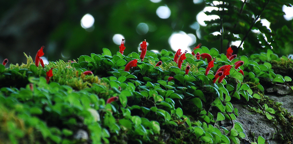 ว่านไก่แดง ชื่ออื่น เอื้องหงอนไก่(Aeschynanthus andersonii)