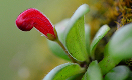 ว่านไก่แดง ชื่ออื่น เอื้องหงอนไก่(Aeschynanthus andersonii)