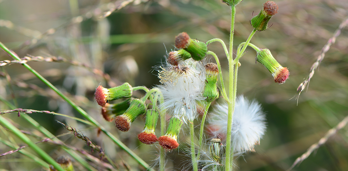 หญ้าคออ่อน หรือผักกาดช้าง ชื่อวิทยาศาสตร์: Crassocephalum crepidioides 