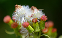 หญ้าคออ่อน หรือผักกาดช้าง ชื่อวิทยาศาสตร์: Crassocephalum crepidioides 