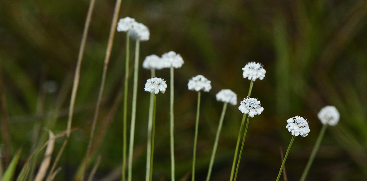 กระดุมเงิน , มณีเทวา (Plains blackfoot; ชื่อวิทยาศาสตร์: Eriocaulon smitinandii Moldenke)