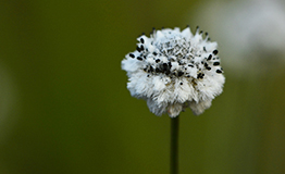 กระดุมเงิน , มณีเทวา (Plains blackfoot; ชื่อวิทยาศาสตร์: Eriocaulon smitinandii Moldenke)