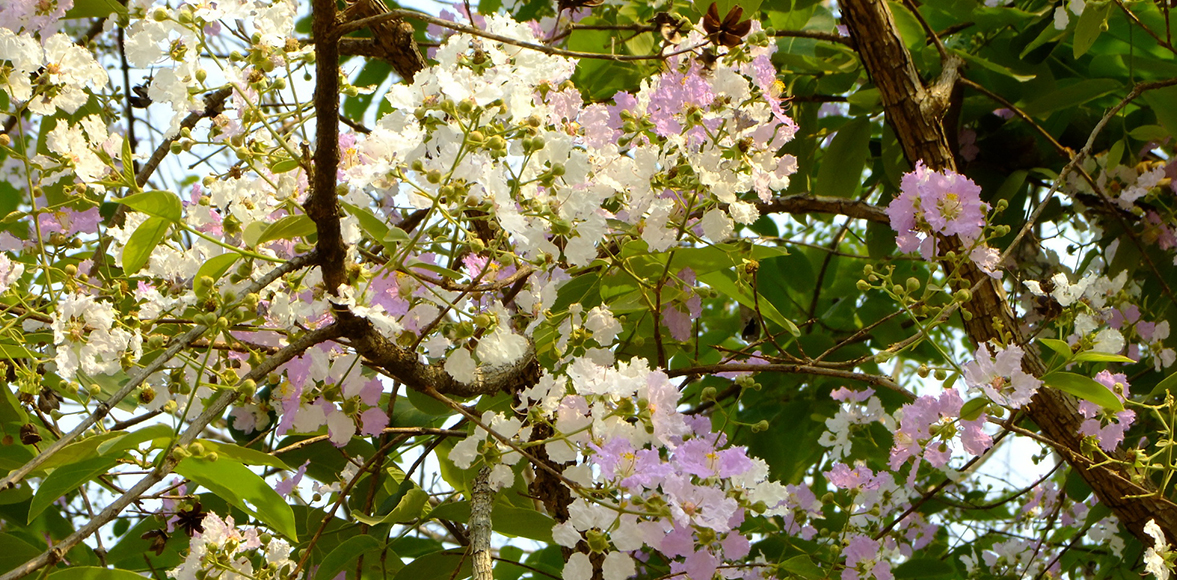 ตะแบก (Lagerstroemia floribunda Jack)