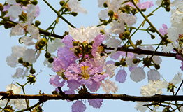 ตะแบก (Lagerstroemia floribunda Jack)