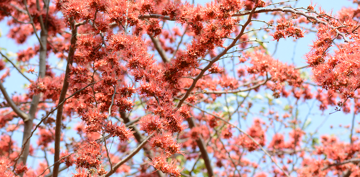 ประดู่แดง. Phyllocarpus septentrionalis Donn.Sm. Monkey flower tree
