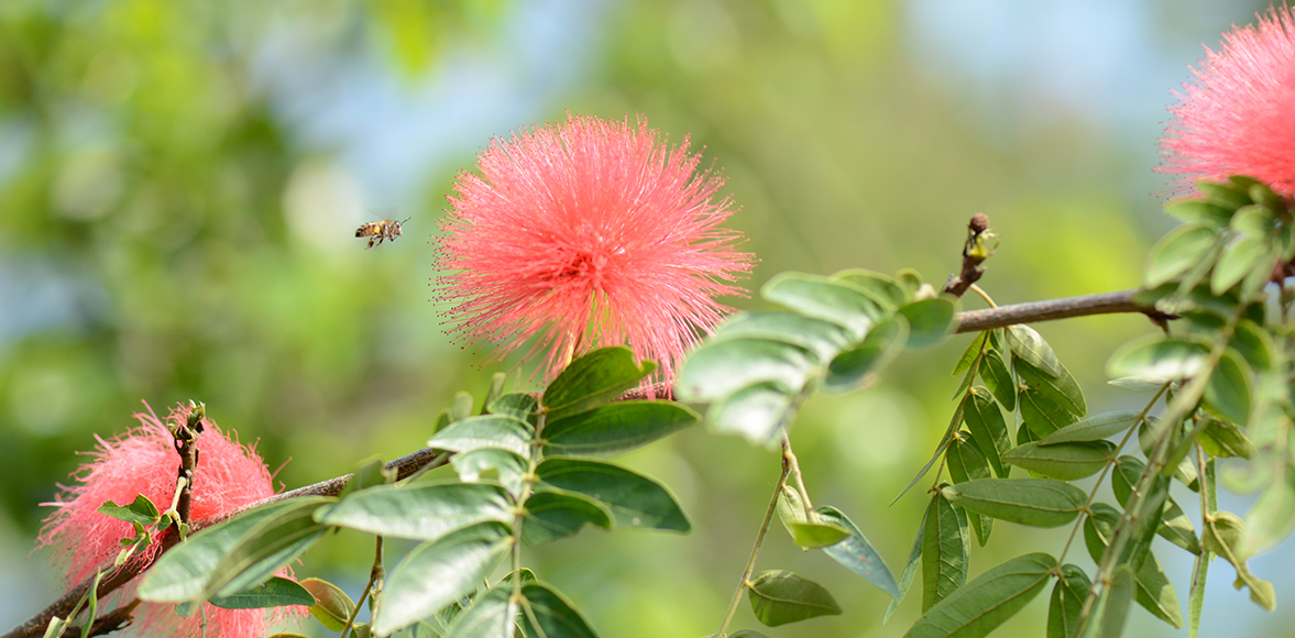 พู่จอมพล Pink Red Powder Puff (ชื่อวิทยาศาสตร์: Calliandra Haematocephala Hassk)