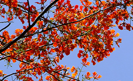 หางนกยูงไทย ชื่อสามัญ Barbados Pride, Dwarf poinciana, Flower fence, Paradise Flower, Peacock’s crest, Pride of Barbados หางนกยูงไทย ชื่อวิทยาศาสตร์ Caesalpinia pulcherrima (L.) Sw.