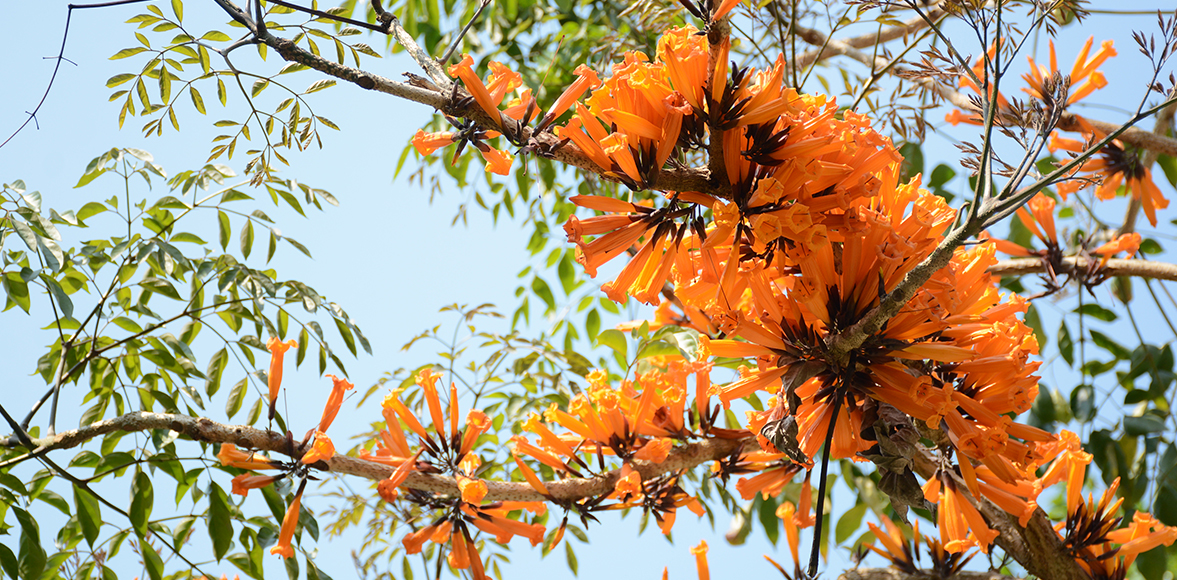 ปีบทอง, อ้อยช้าง หรือ กาซะลองคำ Tree Jasmine (ชื่อวิทยาศาสตร์: Radermachera ignea (Kurz) Steenis)