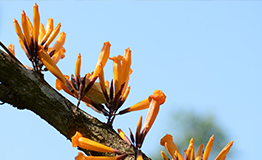 ปีบทอง, อ้อยช้าง หรือ กาซะลองคำ Tree Jasmine (ชื่อวิทยาศาสตร์: Radermachera ignea (Kurz) Steenis