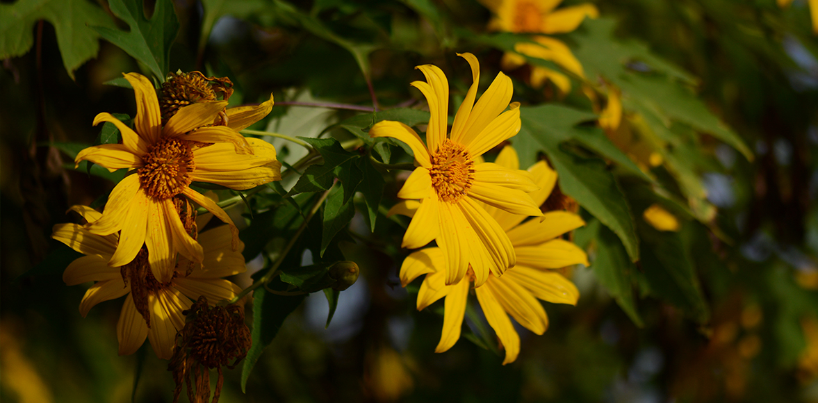 บัวตอง Tree Marigold (ชื่อวิทยาศาสตร์: Tithonia diversifolia (Hemsl.) A.Gray.)