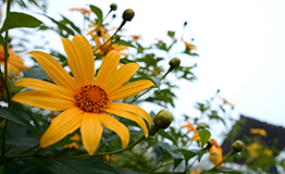 บัวตอง Tree Marigold (ชื่อวิทยาศาสตร์: Tithonia diversifolia (Hemsl.) A.Gray.)