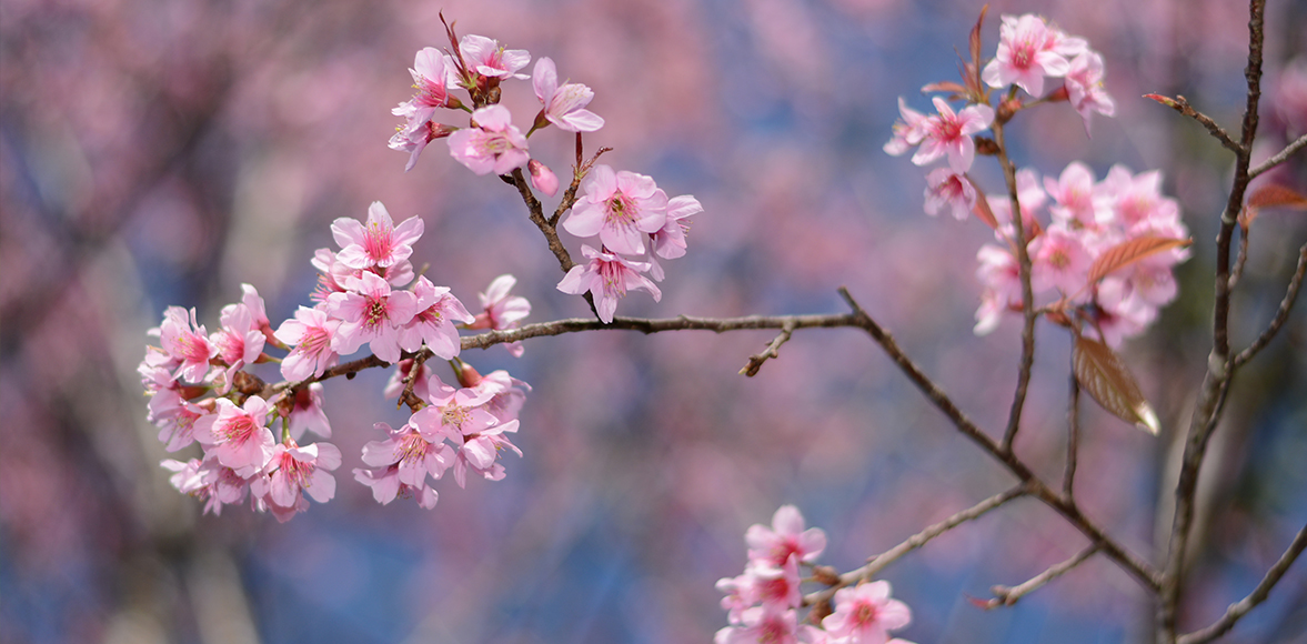 นางพญาเสือโคร่ง Wild Himalayan Cherry(ชื่อวิทยาศาสตร์: Prunus cerasoides)