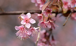 นางพญาเสือโคร่ง Wild Himalayan Cherry(ชื่อวิทยาศาสตร์: Prunus cerasoides)