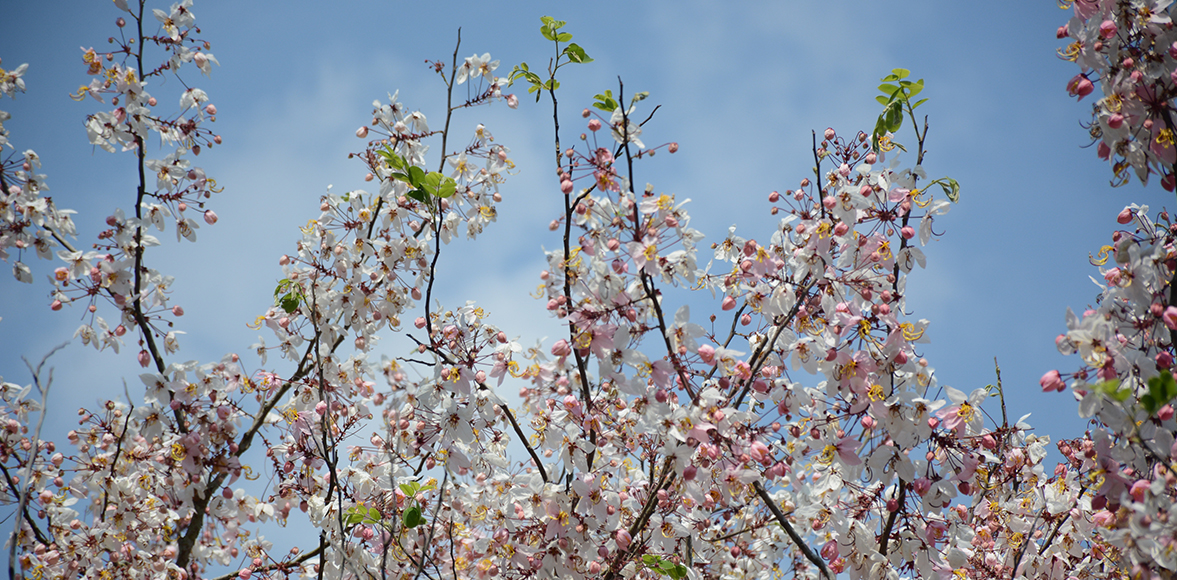 กัลปพฤกษ์ (Wishing Tree , ชื่อวิทยาศาสตร์: Cassia bakeriana)