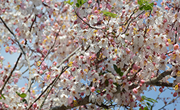 กัลปพฤกษ์ (Wishing Tree , ชื่อวิทยาศาสตร์: Cassia bakeriana)