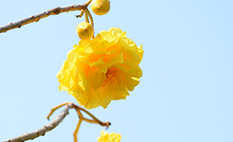 สุพรรณิการ์ (Yellow Silk Cotton flowers) Cochlospermum religiosum