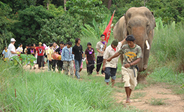 ค่ายเยาวชน ช้างน้อยในป่ากว้าง ครั้งที่ 9 โดย กองทุนวิจัยและอนุรักษ์ช้างไทย