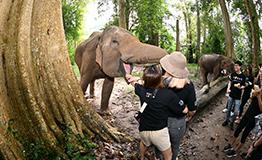 กิจกรรมส่งเสริมการอนุรักษ์ช้างไทย เขาใหญ่ โดย Agoda Thailand ณ ศูนย์อนุรักษ์ช้างไทยเขาใหญ่