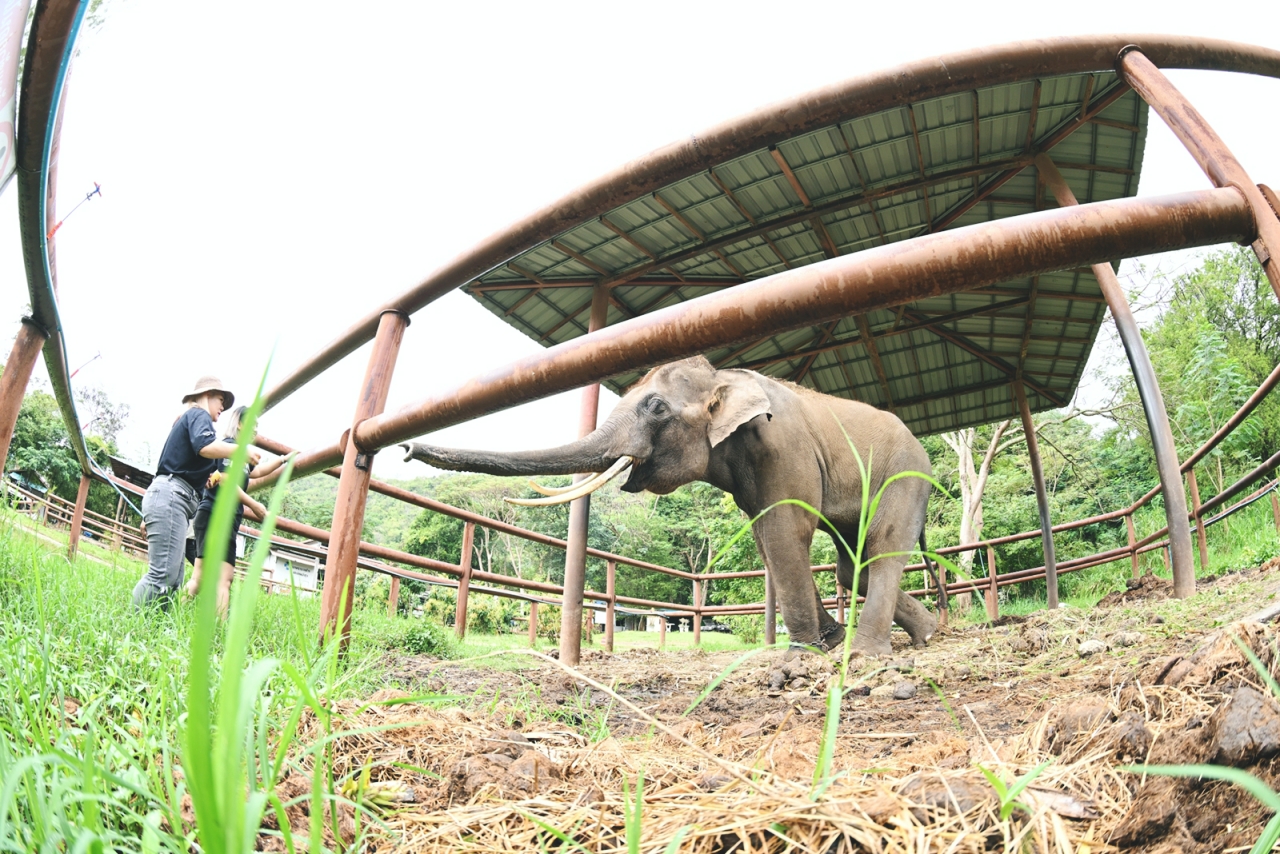 กิิจกรรมเรียนรู้และส่งเสริมการอนุรักษ์ช้างไทย ณ ศูนย์อนุรักษ์ช้างไทยเขาใหญ่ โดย AGODA Thailand