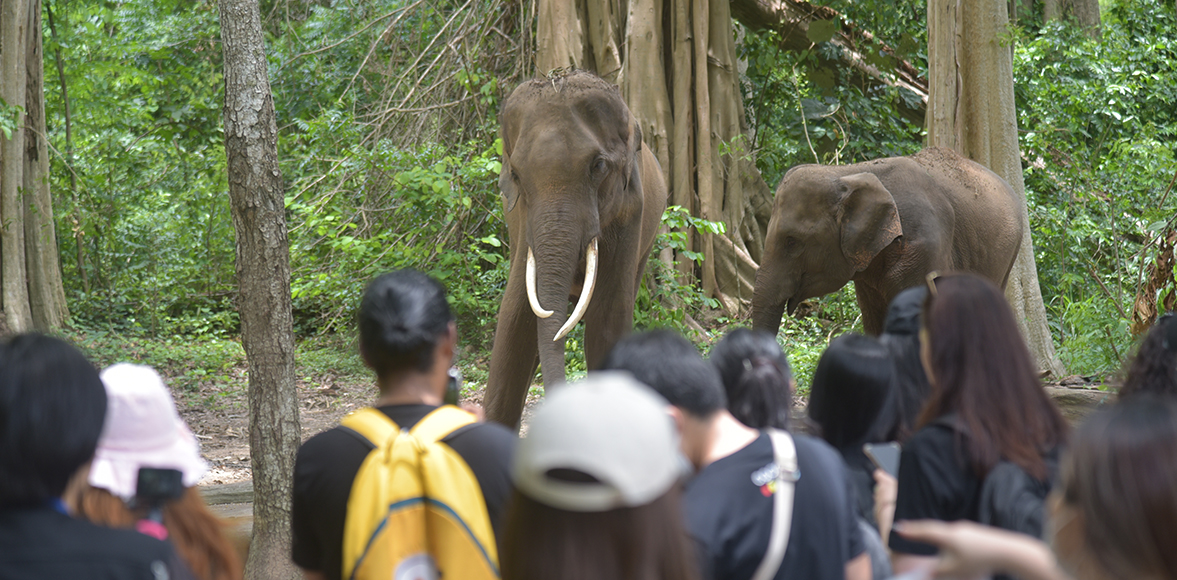 กิิจกรรมเรียนรู้และส่งเสริมการอนุรักษ์สิิ่งแวดล้อม ณ ศูนย์อนุรักษ์ช้างไทยเขาใหญ่