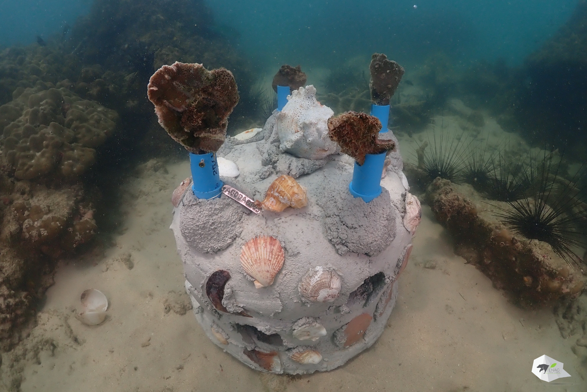 WWFxAgoda - Coral reef restoration ณ ค่ายวิทยาศาสตร์ทางทะเลและการอนุรักษ์