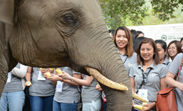 กิจกรรมส่งเสริมการอนุรักษ์ช้างไทยเขาใหญ่ โดย บริษัท แกล็กโซสมิทไคล์น (ประเทศไทย) จำกัด
