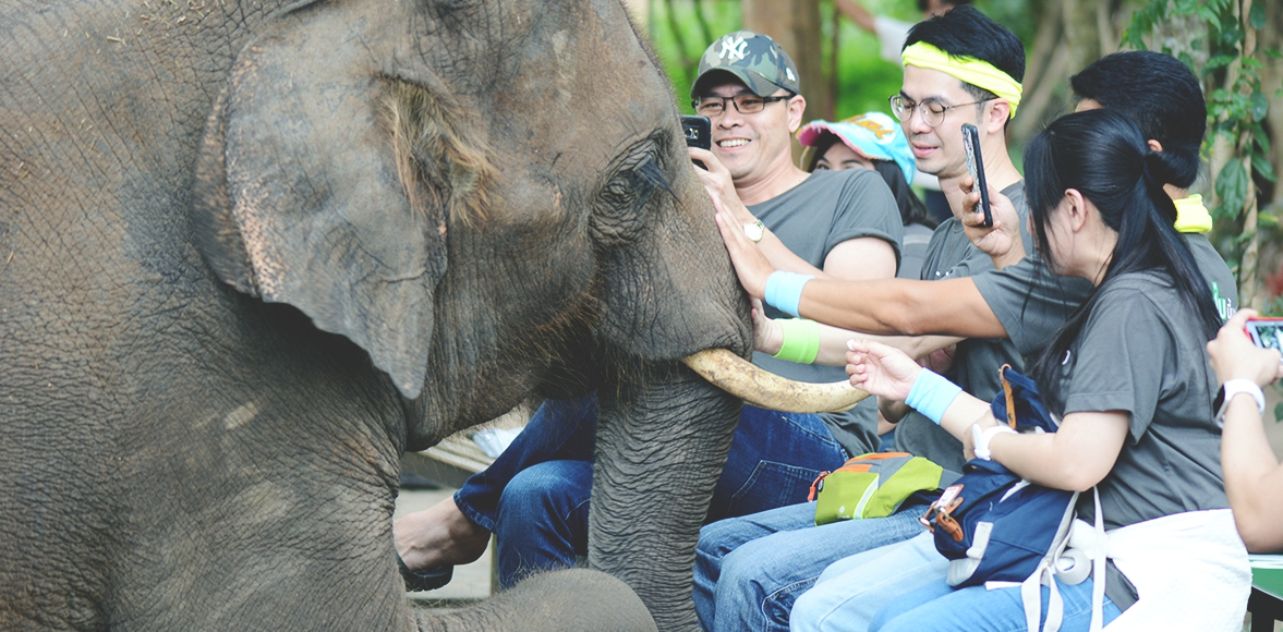 กิจกรรมส่งเสริมการอนุรักษ์ช้างไทย เขาใหญ่ โดย ธนาคารกสิกรไทย