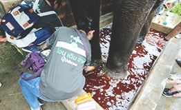 กิจกรรมส่งเสริมการอนุรักษ์ช้างไทย เขาใหญ่ โดย ธนาคารกสิกรไทย