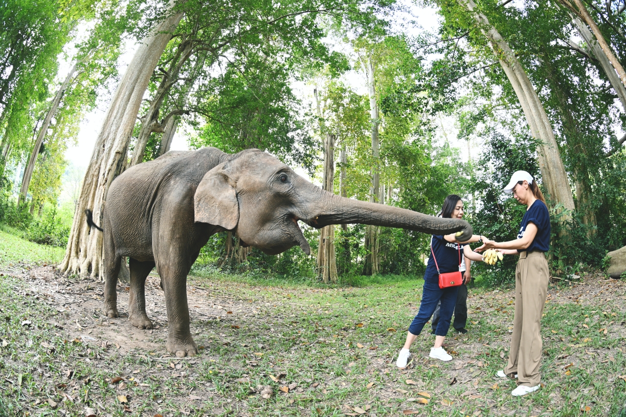 กิิจกรรมเรียนรู้และส่งเสริมการอนุรักษ์ช้างไทย ณ ศูนย์อนุรักษ์ช้างไทยเขาใหญ่ โดย Michelin Thailand