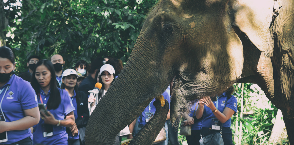 กิจกรรมส่งเสริมการอนุรักษ์ช้างไทย เขาใหญ่ โดย สำนักงานคณะกรรมการกำกับและส่งเสริมการประกอบธุรกิจประกันภัย (คปภ.)