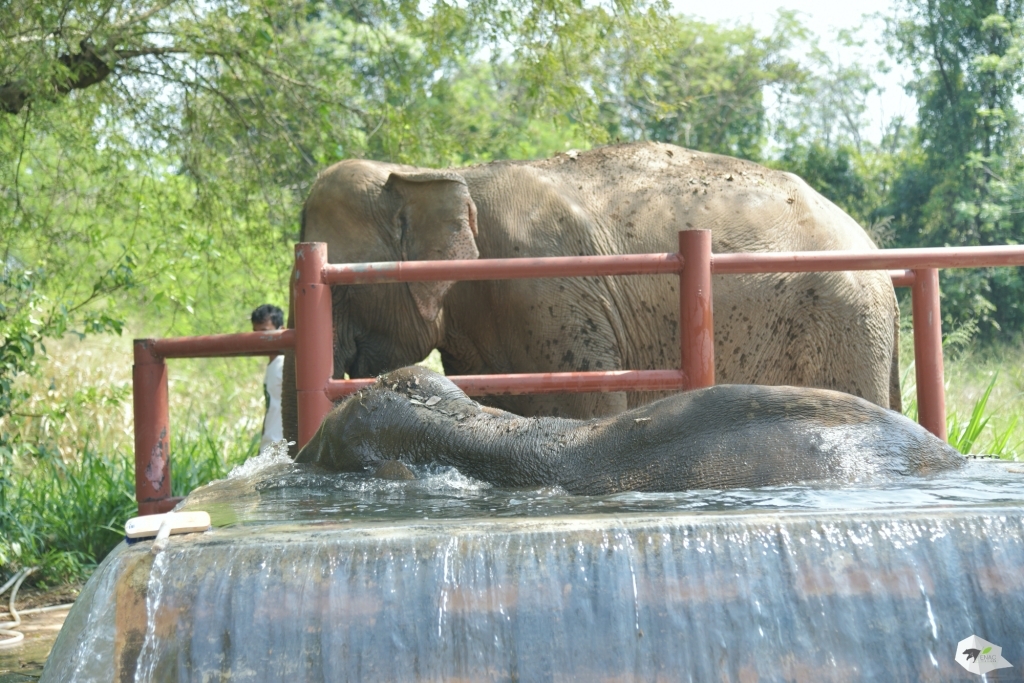 ศูนย์อนุรักษ์ช้างไทยเขาใหญ่ โดย หลักสูตรวิทยาการประกันภัยระดับสูง (วปส.) รุ่นที่ 11