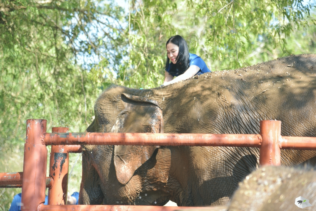 กิจกรรมส่งเสริมการอนุรักษ์ช้างไทย ณ ศูนย์อนุรักษ์ช้างไทยเขาใหญ่ โดย บริษัท พีพลัส วิชั่นส์ จำกัด 