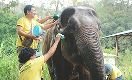 กิจกรรมส่งเสริมการอนุรักษ์ช้างไทย เขาใหญ่ โดย บริษัท โรจนะ ดิสทริบิวชั่น เซ็นเตอร์ จํากัด
