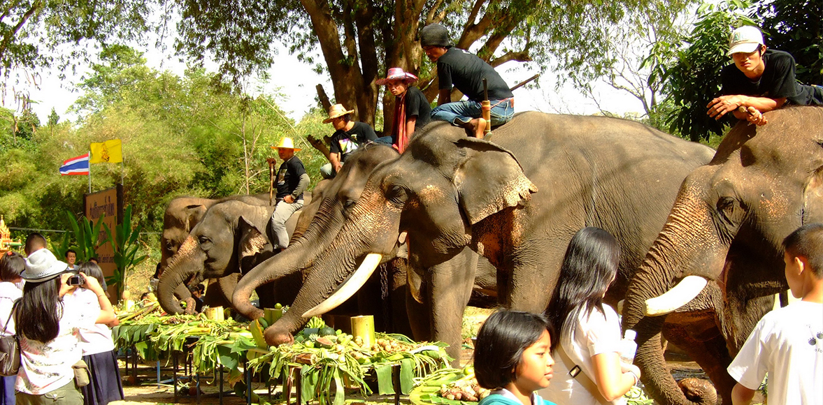 CSR : กิจกรรมส่งเสริมการอนุรักษ์ช้างไทย เขาใหญ่ โดย บริษัท ซิสเต็มส์ ดอท คอม จำกัด