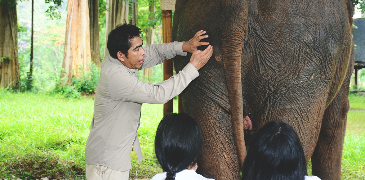 กิจกรรมส่งเสริมการอนุรักษ์ช้างไทย โดย บริษัท หลักทรัพย์ ยูบีเอส (ประเทศไทย) จำกัด