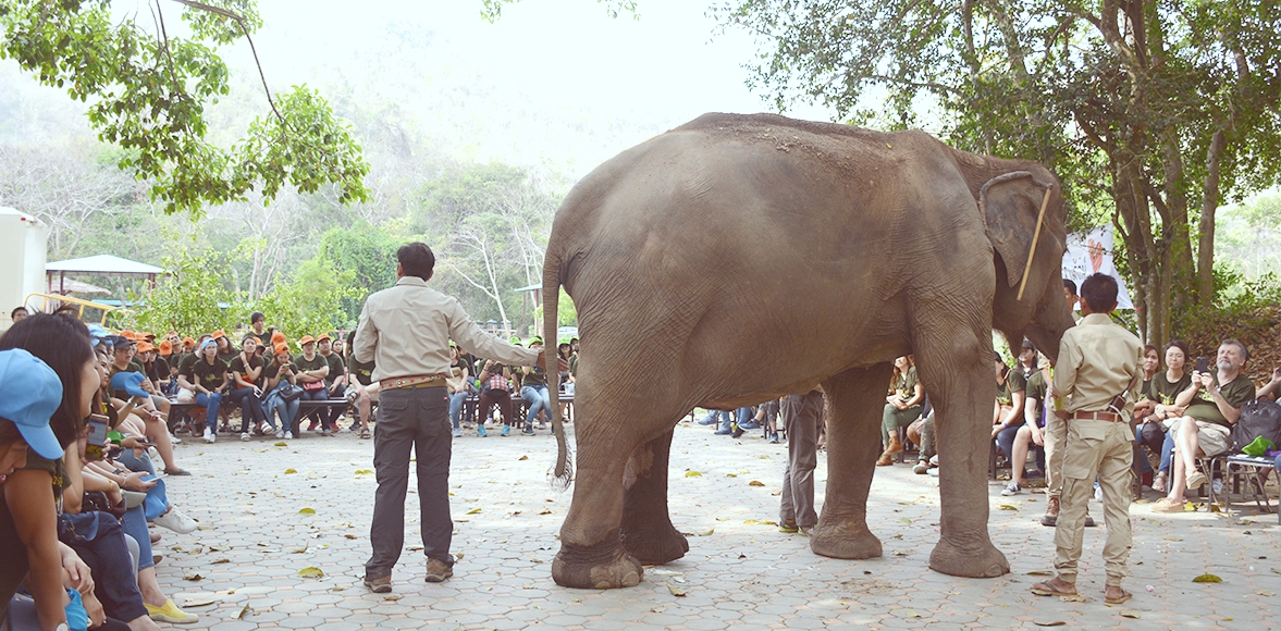 กิจกรรมส่งเสริมการอนุรักษ์ช้างไทย เขาใหญ่ โดย บริษัท ยูนิลีเวอร์ไทยโฮลดิ้ง จำกัด